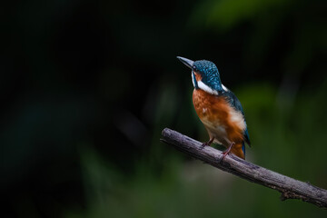 The common kingfisher (Alcedo atthis)