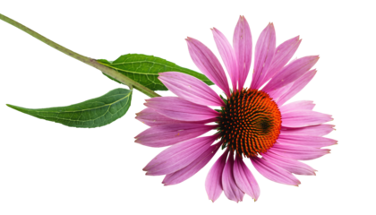 echinacea flower isolated, close-up with a long stem and large green leaves, offering an intimate glimpse into the vibrant beauty of the natural world. Isolated On Transparent and White Background