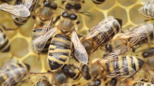 An injury, mutation, or other abnormality in a bee's appearance.  Video for science.