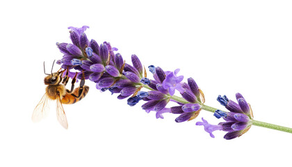 close-up of bee pollinating lavender flower. captured the beauty of nature's harmony Isolated On Transparent and White Background