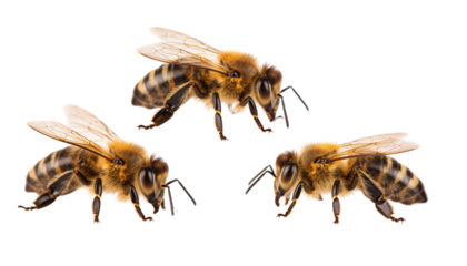 three honeybees showcase intricate details. Captured with high fidelity, this photo invites viewers to appreciate the exquisite structure of each insect. Isolated On Transparent and White Background