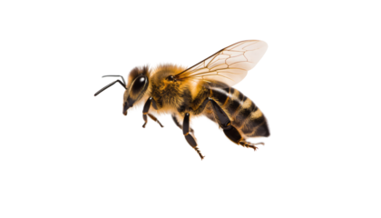 macro of western honey bee ( Apis mellifera) isolated on transparent background png cutout