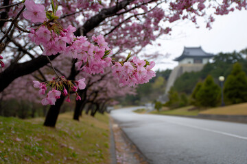 Naklejka premium A picturesque scene of cherry blossom trees blooming along a tranquil road, showcasing nature's beauty and inviting peaceful reflections in a serene environment.