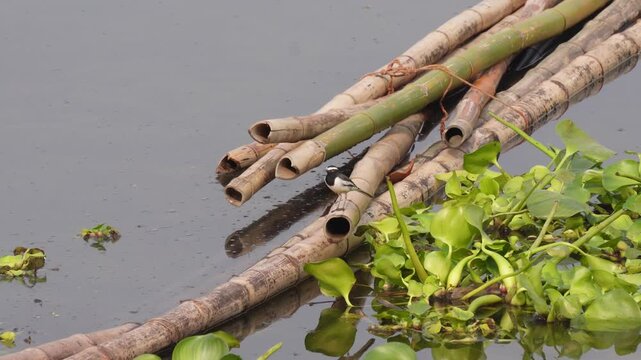 Javan Munia Perched on Bamboo Stalk in Nature