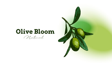 Vintage sketch olive oil banner. Extra virgin, farm product, Mediterranean cuisine, cosmetic, organic farm, packaging label, bottle sticker, menu header. Engraved hand drawn vector illustration.