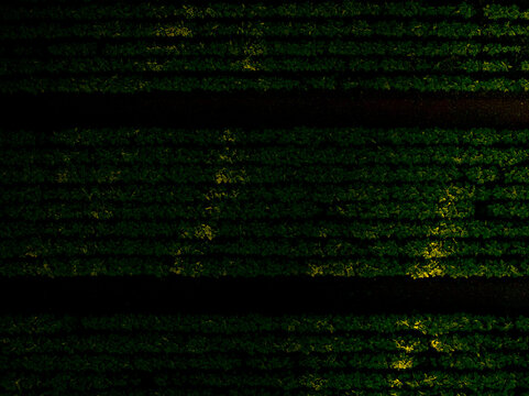 Aerial view of dark parallel lines cutting through fields of green and gold, creating a tapestry of nature's design, Lakeville, Massachusetts, United States.