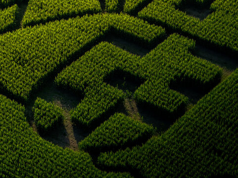 Aerial view of a verdant corn maze, its geometric design casting shadows in the late afternoon sun, creating a labyrinthine spectacle, Mansfield, Massachusetts, United States.