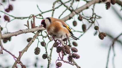 robin on branch