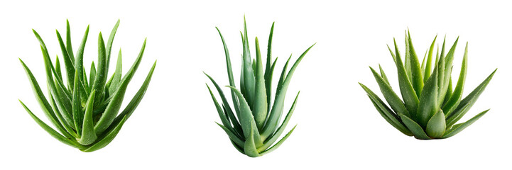 Obraz premium Set of Single aloe vera plant with vibrant green color and sharp leaf edges on transparent png background. Ai generated