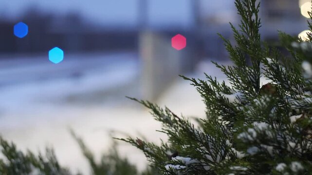 Snowy Juniper Bush Close-up with Out-of-Focus Traffic Lights at Night - Winter Foreground of Evergreens Against a Dark Urban Background with Bokeh Train Signals