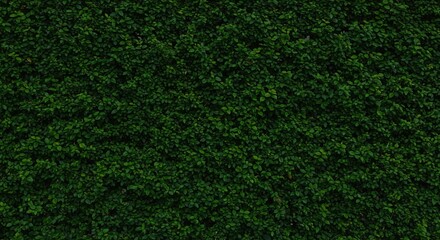 Fototapeta premium Dark green leafy hedge wall background texture