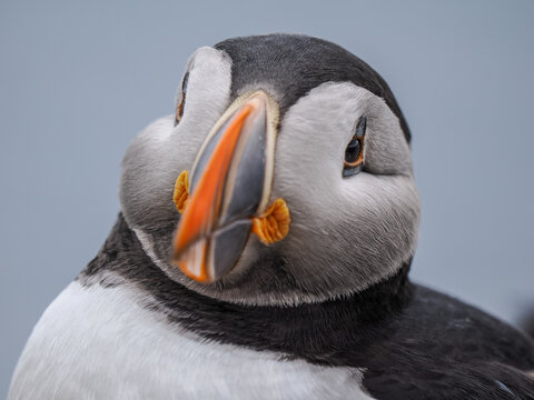 Close-up front portrait of an Atlantic Puffin (Fratercula arctica) looking directly at the camera with a soft grey background