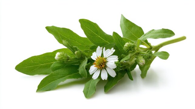 Eclipta Alba: Bhringraj Herb, A Jewel of Ayurvedic Medicine, Showcasing Its Benefits Against a Clean White Background