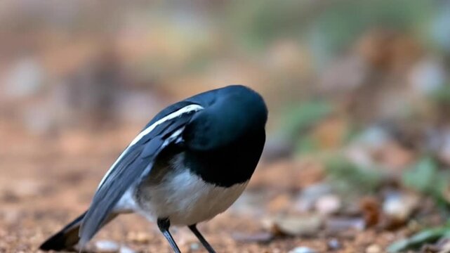 A captivating close-up features a beautiful small bird, showcasing its striking black and white plumage with intricate feather details. The avian subject stands calmly, its bright, observant eyes gazi