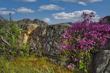 Russia. Mountain Altai. A flowering bush of ledebur rhododendron (maralnik) on the rocky slopes of the mountains along the Chuisky tract near the village of Kupchegen.