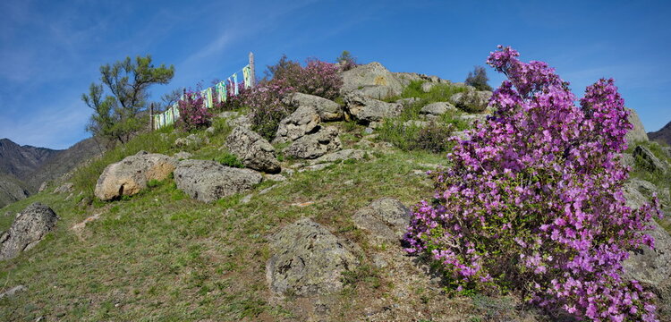 Russia. Mountain Altai. A flowering bush of ledebur rhododendron (maralnik) on the rocky slopes of the mountains along the Chuisky tract near the village of Kupchegen.
