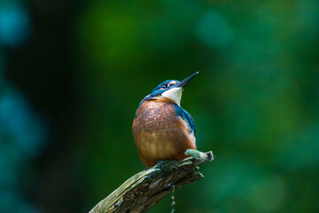 Ein wunderschöner Eisvogel auf einem mit Moos bewachsenen Zeig