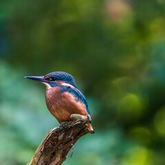 Ein wunderschöner Eisvogel auf einem mit Moos bewachsenen Zeig