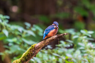 Ein wunderschöner Eisvogel auf einem mit Moos bewachsenen Zeig