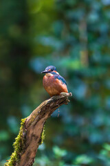 Ein wunderschöner Eisvogel auf einem mit Moos bewachsenen Zeig
