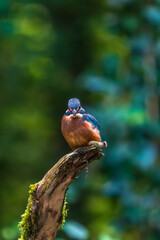 Ein wundersch&ouml;ner Eisvogel auf einem mit Moos bewachsenen Zeig