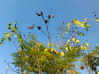 The effects of a tree full of sappanwood.