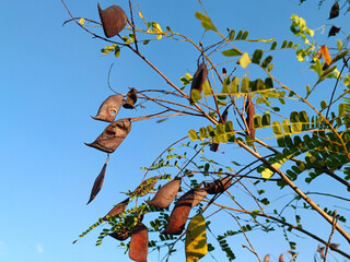 The effects of a tree full of sappanwood.