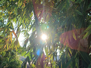 Bamboo stalks with sunlight filtering through