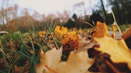 Close-up of fallen autumn leaves on green grass with blurred trees and sunlight in the background