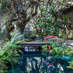 Lush tropical garden with a serene pool and vibrant plants near Chiang Mai, Thailand.