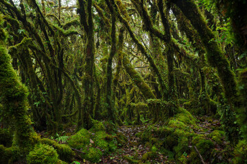 Fototapeta premium green moss on a tree