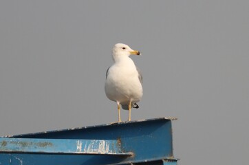 seagull bird stands on iron ladder