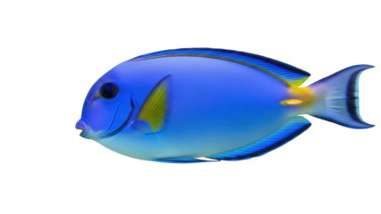 Vibrant blue tang fish isolated PNG, tropical marine wildlife with yellow accents on transparent background for design projects