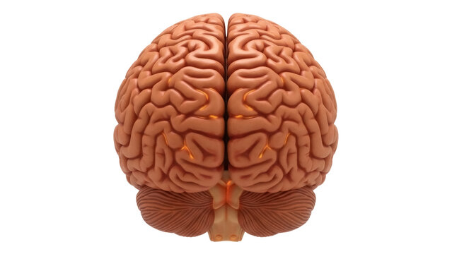 Anatomical human brain model isolated PNG, detailed cerebrum and cerebellum for medical education and neuroscience resources on transparent background