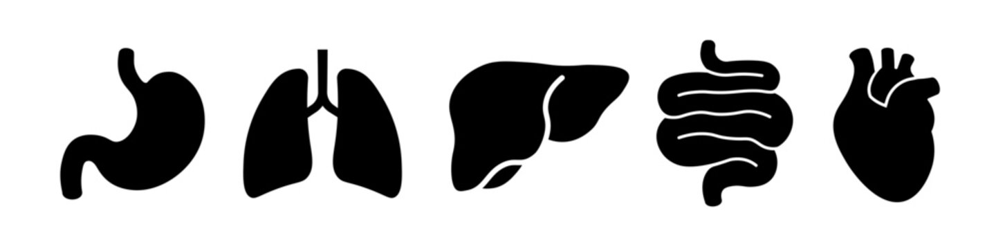 Body organs icon. Organs flat black icon