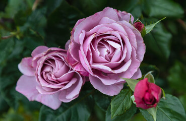 Fototapeta premium Pretty Rose Flowers 'Silver Shadow' on green leaves background, is a Hybrid Tea rose is silvery-lilac or mauve to pale lavender blooms. Top view, use it as your Wallpaper, Poster and Space for text, S