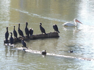 All the wildlife at the park