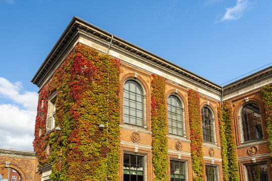 View of vibrant autumn foliage clinging to the brick facade of a historic building under a bright blue sky, Indre By, Copenhagen, Denmark. - Powered by Adobe