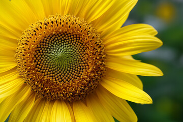 Fototapeta premium A detailed close-up of a vibrant sunflower, capturing its rich yellow petals and intricate patterns in the center, symbolizing beauty, joy, and the brilliance of nature's artistry.