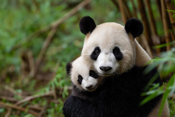 Obraz premium An adorable scene featuring a baby panda snuggled in the embrace of its parent, set against a backdrop of lush greenery, showcasing the affectionate bond between these beloved creatures.