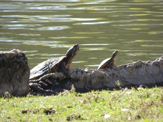 two pond turtles basking in the sun