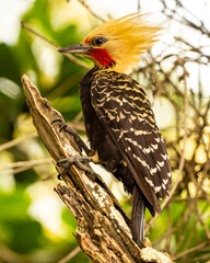 Blond-crested Woodpecker in The Atlantic forest, Brazil. Woodpecker in the wildlife.	