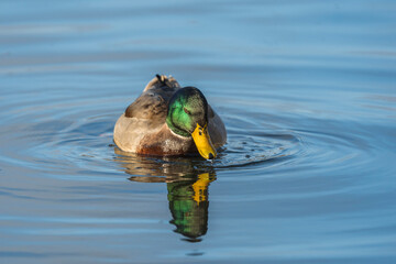 Danish Grey Duck, Male. Swimming in a lake