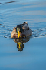 Danish Grey Duck, Male. Swimming in a lake