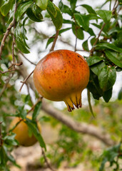 Close up of fresh ripe pomegranates hanging on tree with green leaves. Concept of fresh fruit, healthy eating, gardening, organic produce, natural harvest.