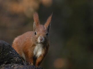 squirrel on a tree