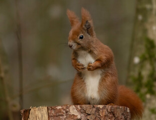 squirrel in the forest