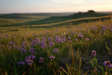 Obraz premium A stunning view of vibrant purple flowers scattered across a green grassy field, evoking feelings of peace and the beauty of blooming flora in nature's embrace.