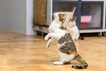 Tabby and White Cat in Shelter Playroom
