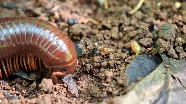 Millipedes Trigoniulus corallinus eat dry leaves